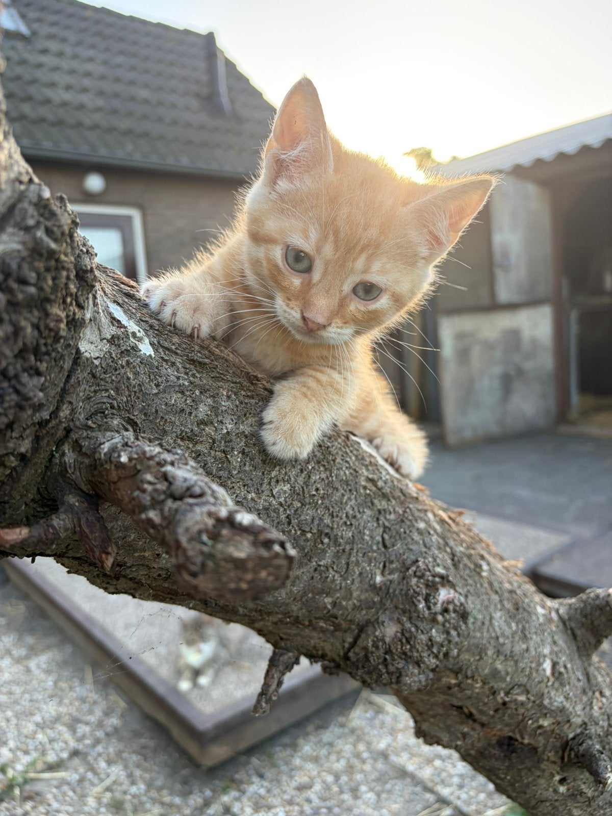 Kittens van de boerderij!, Dieren en Toebehoren, Kater