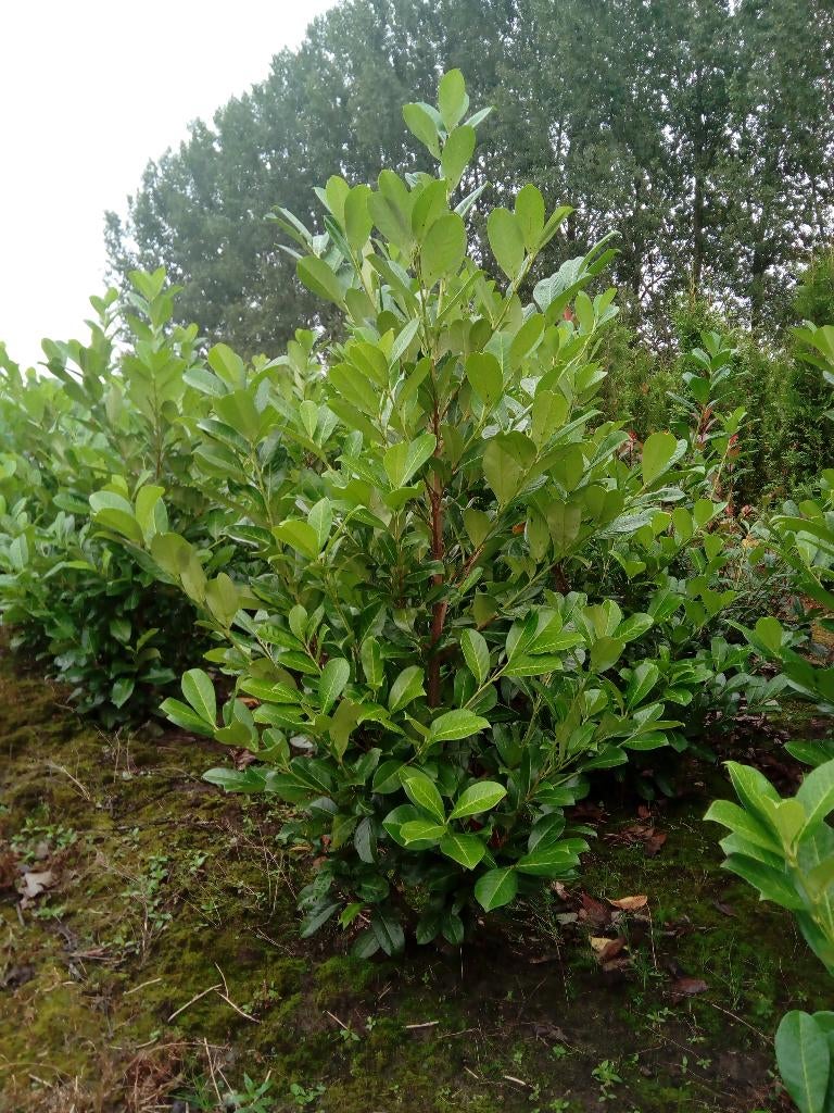 Laurier (Rotundifolia en Caucasica), Tuin en Terras, Planten | Tuinplanten, Ophalen, Overige soorten, Halfschaduw
