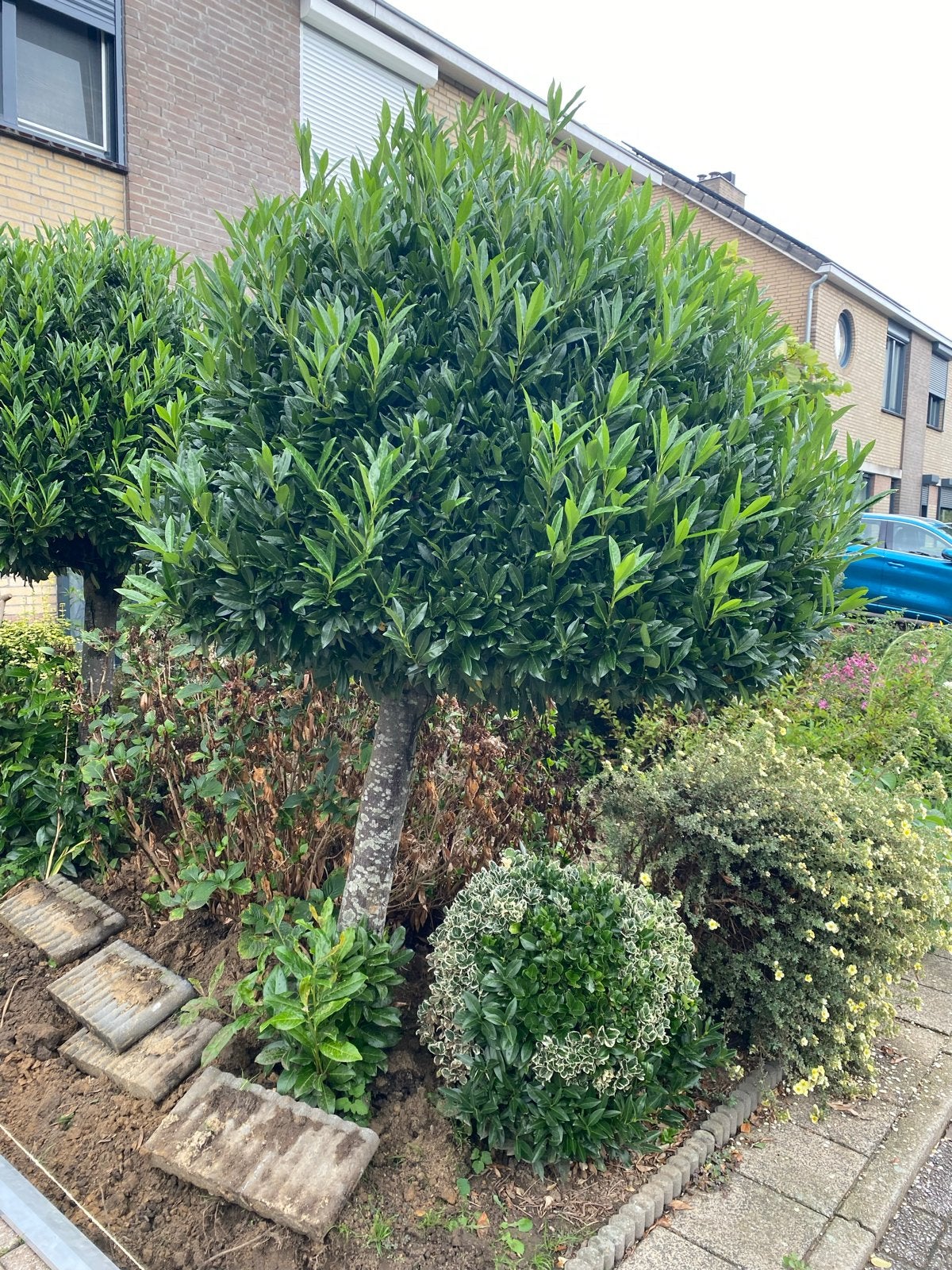 Prachtige Laurier Bolboom - Ideaal voor elke tuin, Tuin en Terras, Bloeit niet, Ophalen of Verzenden, 100 tot 250 cm, Volle zon