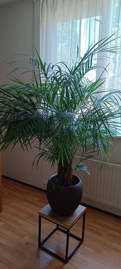 Palm plant, Huis en Inrichting, Kamerplanten, Ophalen, 100 tot 150 cm, Palm, Halfschaduw