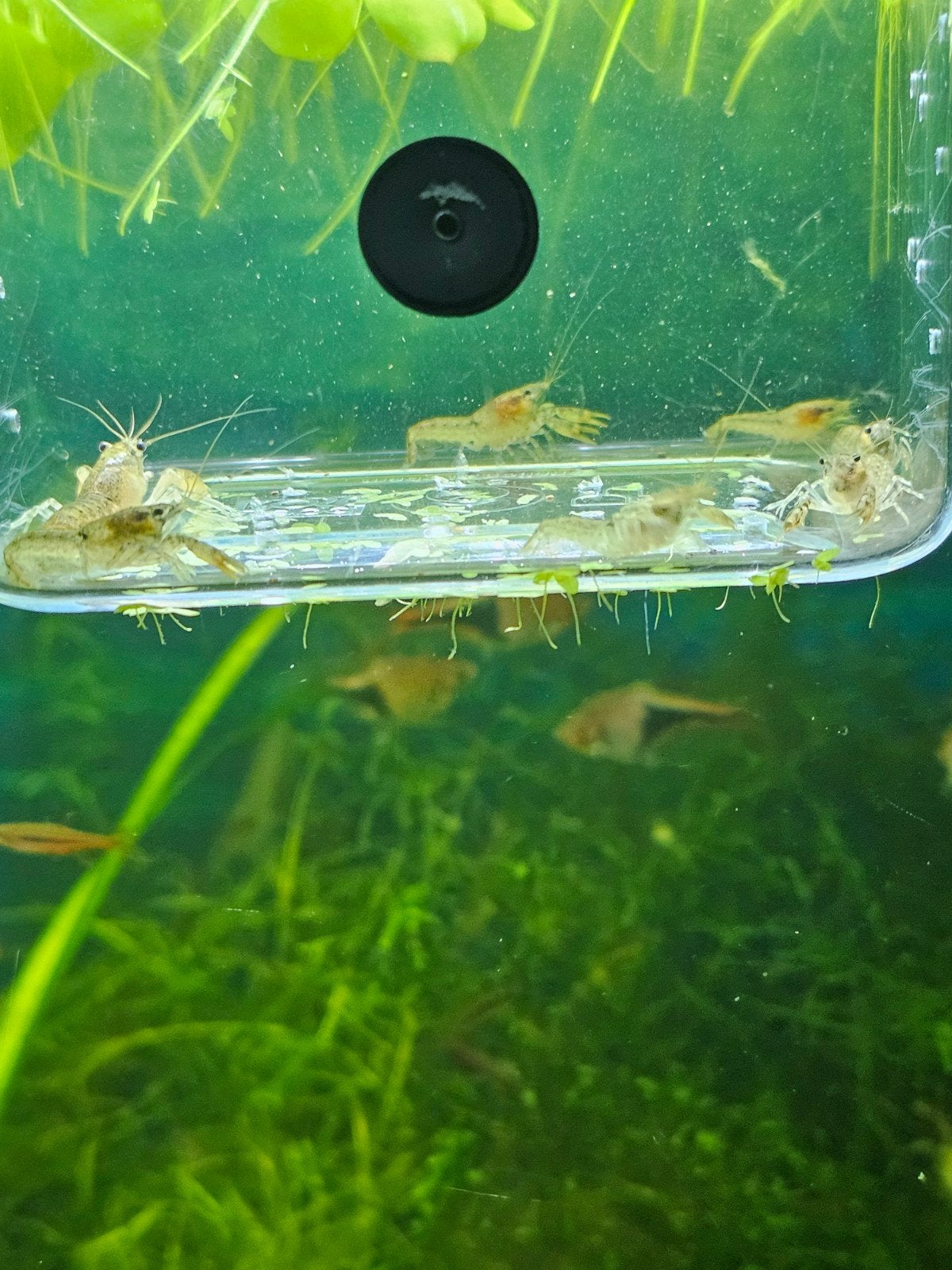 Prachtige CPO dwergkreeftjes (Cambarellus Patzcuarensis Oran, Dieren en Toebehoren, Kreeft, Krab of Garnaal, Zoetwatervis