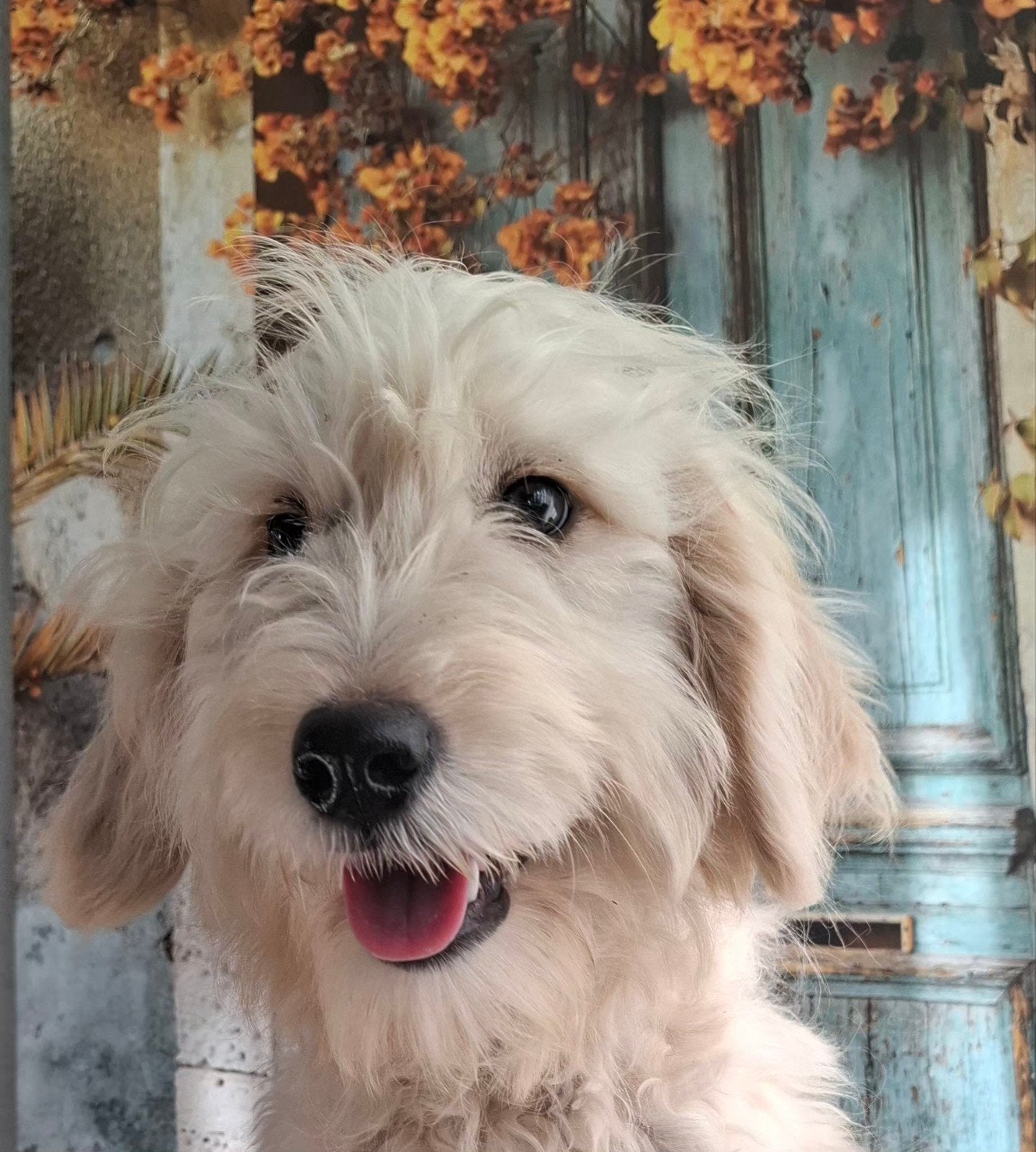 nog 2 golden doodle pupjes uit gezond geteste ouders, 15 weken tot 1 jaar, Overige rassen, CDV (hondenziekte), Teef
