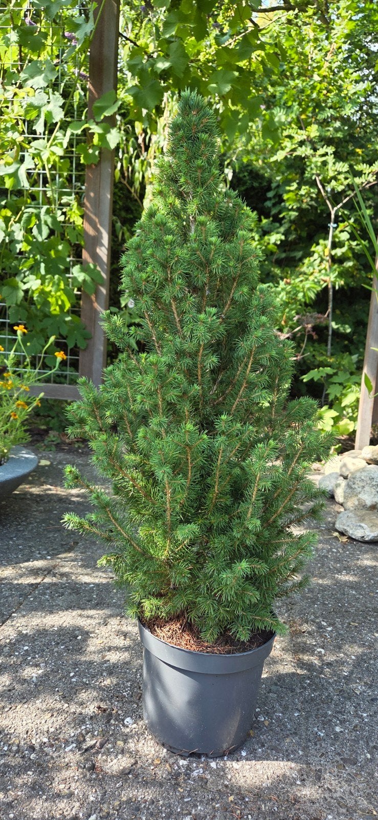 Spar, 65 cm hoog, Tuin en Terras, Planten | Struiken en Hagen, Ophalen, Overige soorten, Minder dan 100 cm