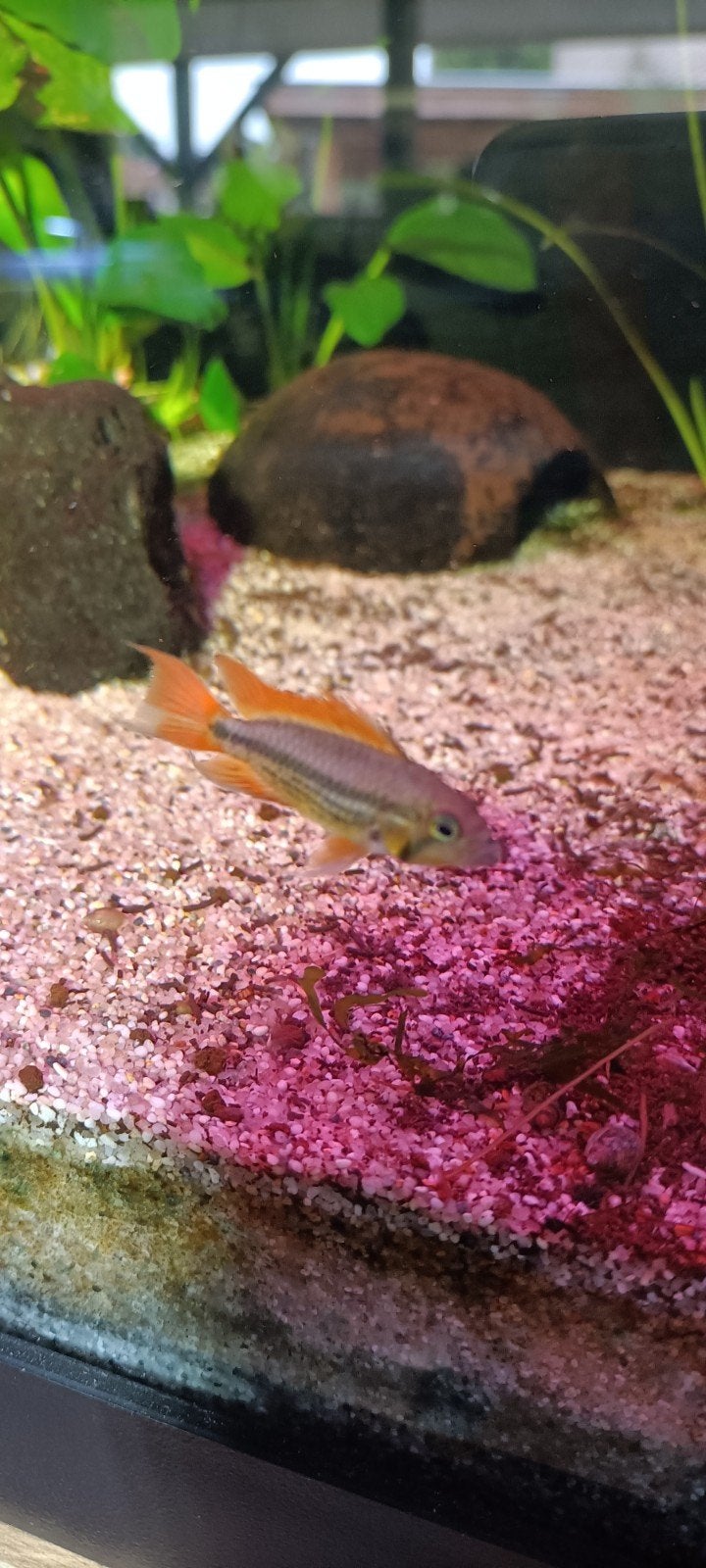 Koppeltje Apistogramma cacatoides Double Orange, Dieren en Toebehoren, Vis, Zoetwatervis