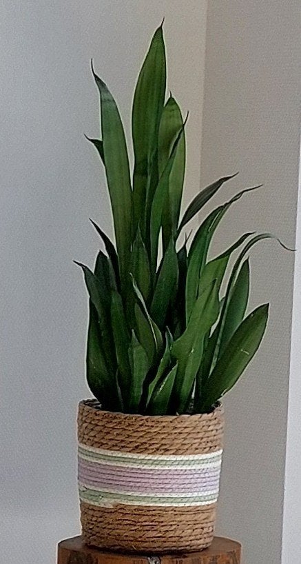 Een Sansevieria - Vrouwentong in elho en zeegras pot, Huis en Inrichting, Kamerplanten, Groene kamerplant, Ophalen, Volle zon