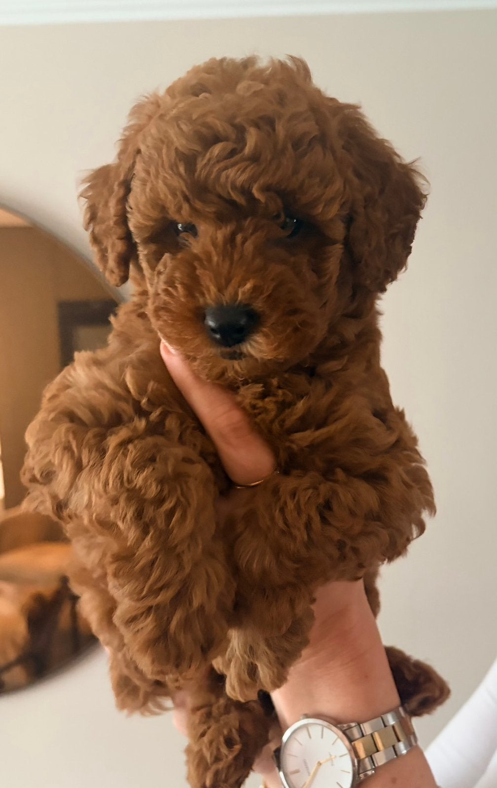 Te koop! Mooie diep rode dwergpoedels, Parvo, Overige rassen, 8 tot 15 weken, Meerdere