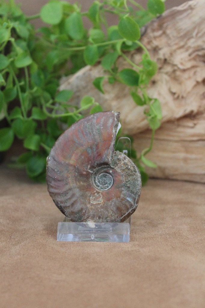 Ammoniet, Verzamelen, Mineralen en Fossielen, Ophalen of Verzenden, Mineraal
