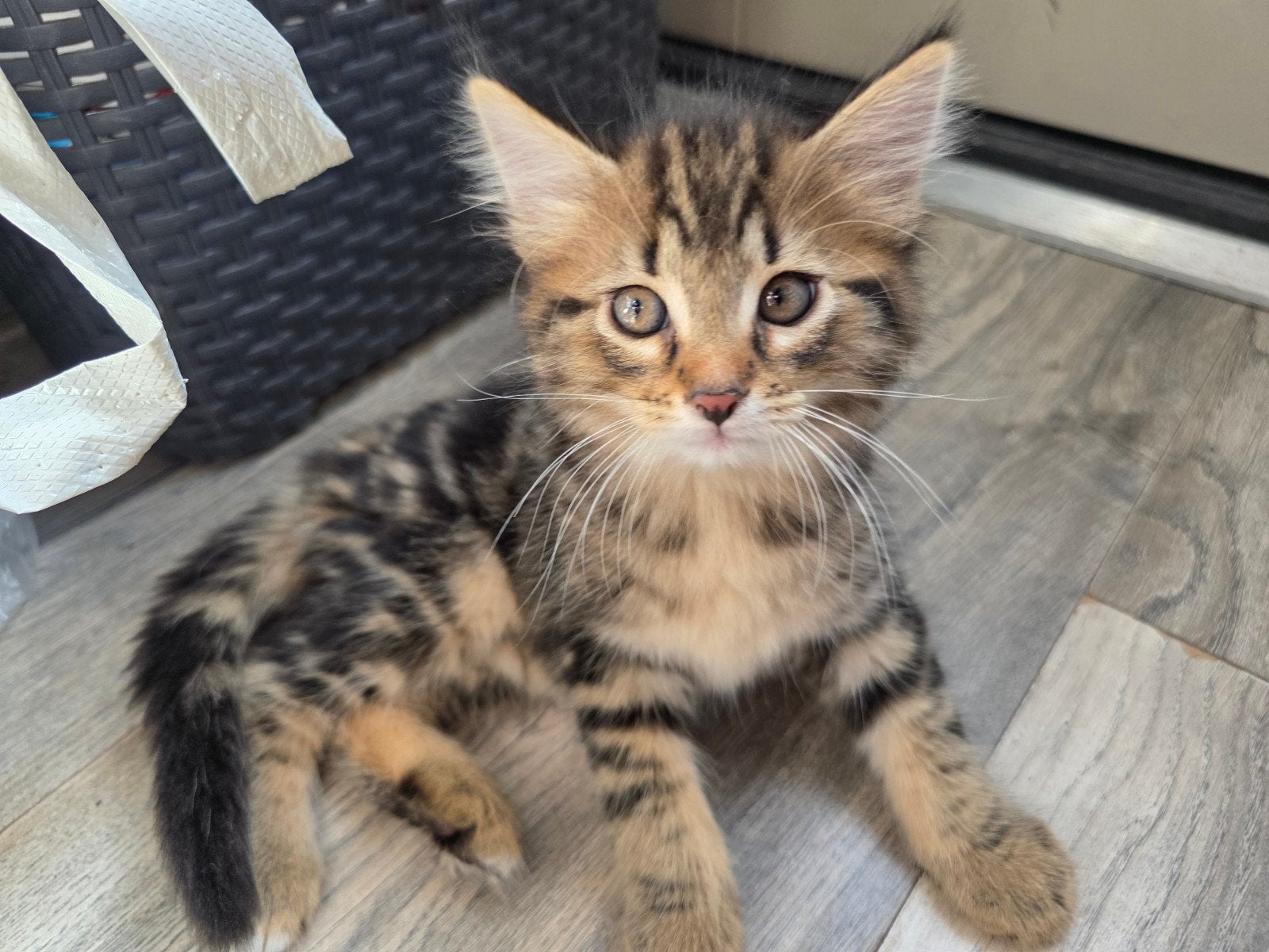 2 Kittens kruising main coon, Dieren en Toebehoren, Katten en Kittens | Raskatten | Langhaar, Meerdere dieren