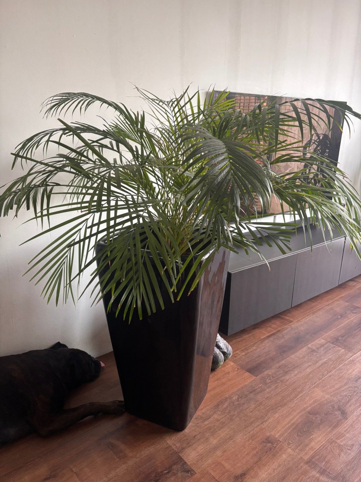 Mooie grote plant met pot, Ophalen, 100 tot 150 cm, Palm, Halfschaduw
