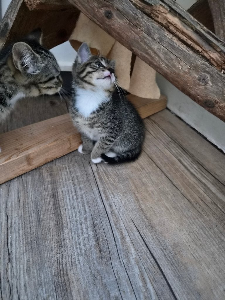 Kitten katertje grijs, Dieren en Toebehoren, Kater, Kortharig, 0 tot 2 jaar