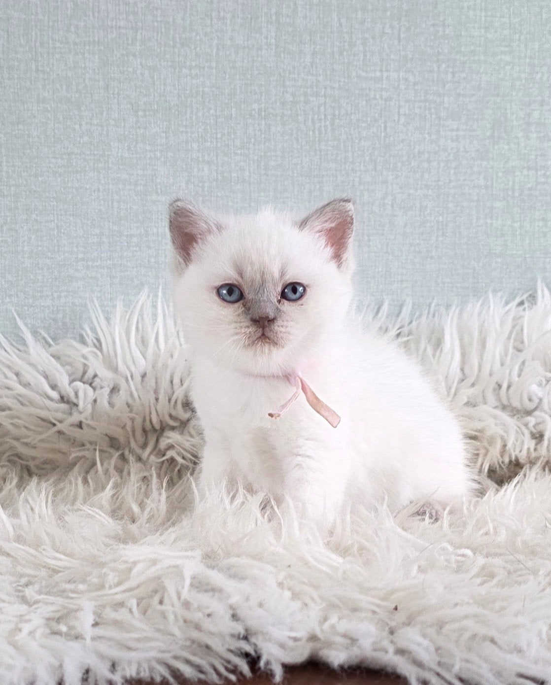 Britse korthaar lilac-point kitten, Poes, Gechipt