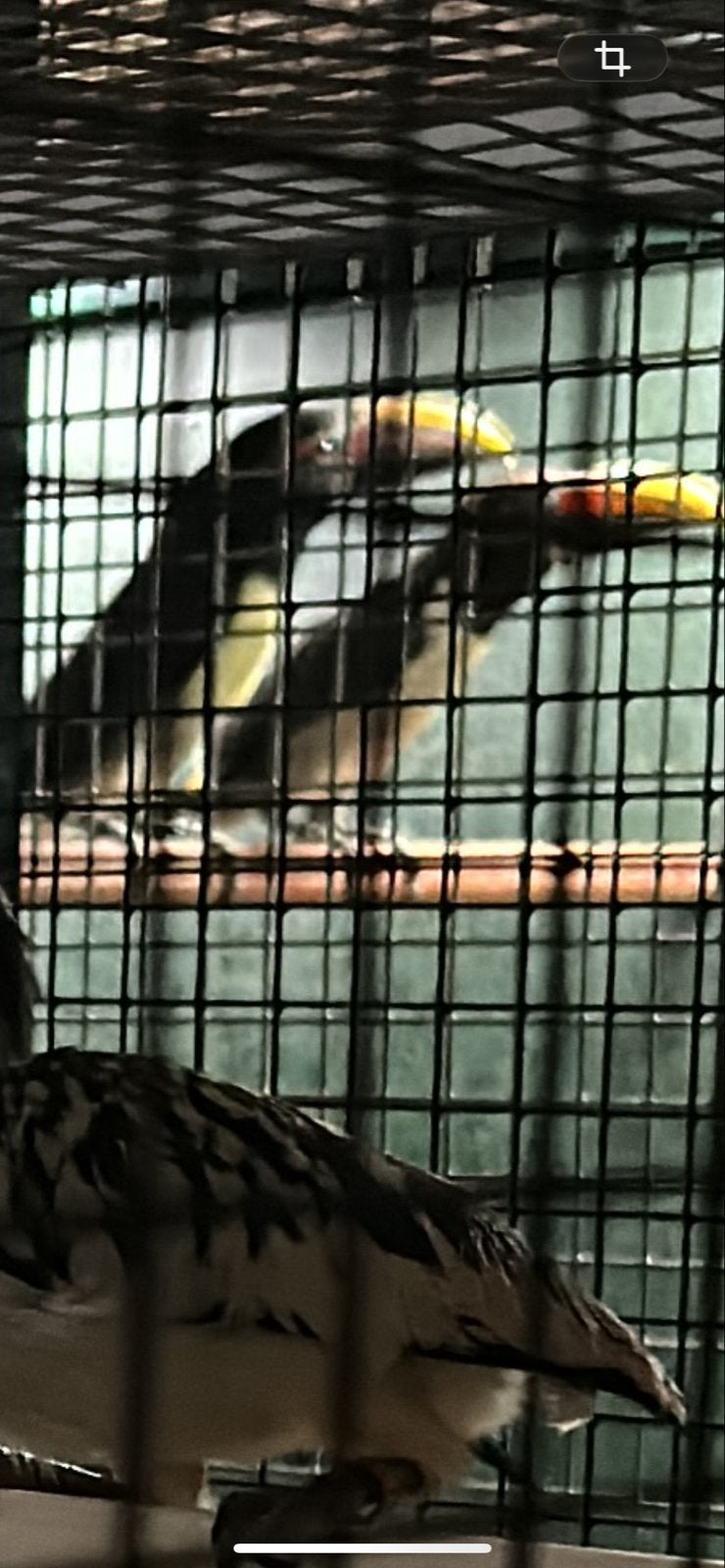 Groene Arassari, Meerdere dieren