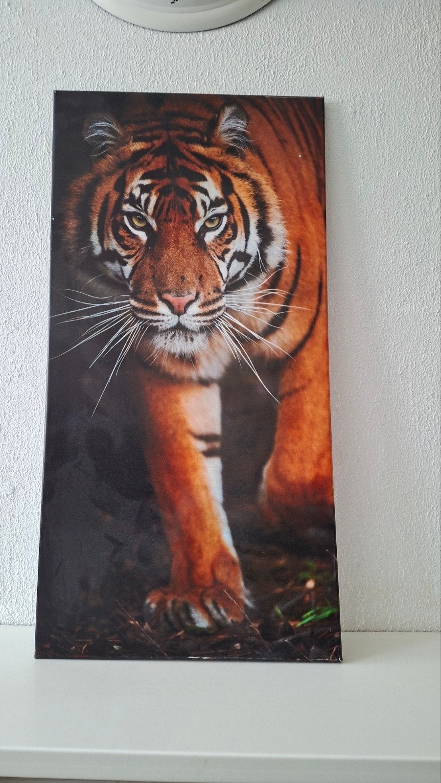 Schilderij tijger afbeelding, Huis en Inrichting, Ophalen, Zo goed als nieuw, Minder dan 50 cm, Schilderij