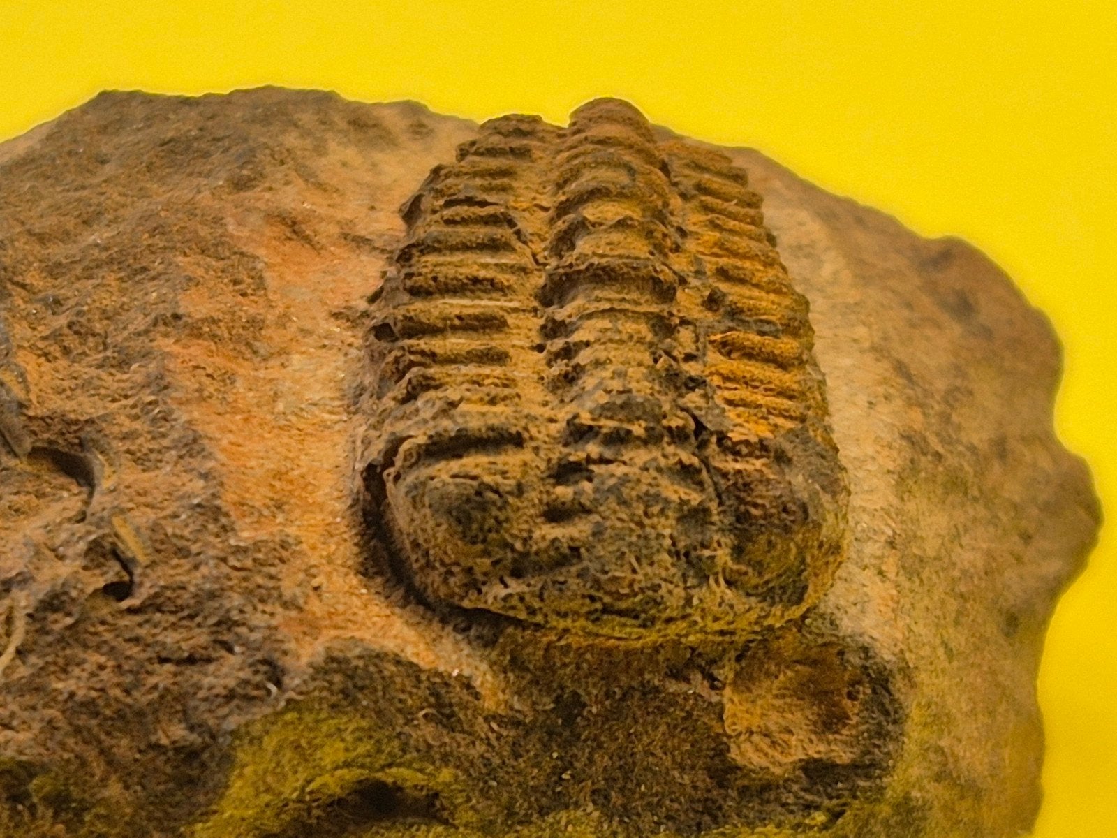 Placoparia zippei trilobiet fossiel, Verzamelen, Mineralen en Fossielen, Ophalen of Verzenden, Fossiel