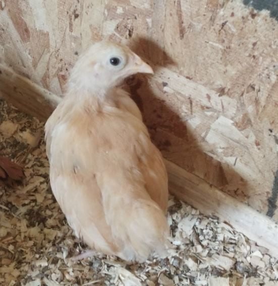 Gevraagd: Orpington krielhennen van 10-12 weken, Dieren en Toebehoren, Pluimvee, Vrouwelijk, Kip