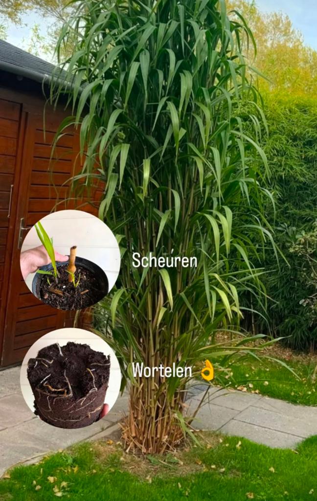 Pennisetum latifolium - binnenkort beschikbaar in 3l pot, Tuin en Terras, Ophalen of Verzenden, Overige soorten, Volle zon