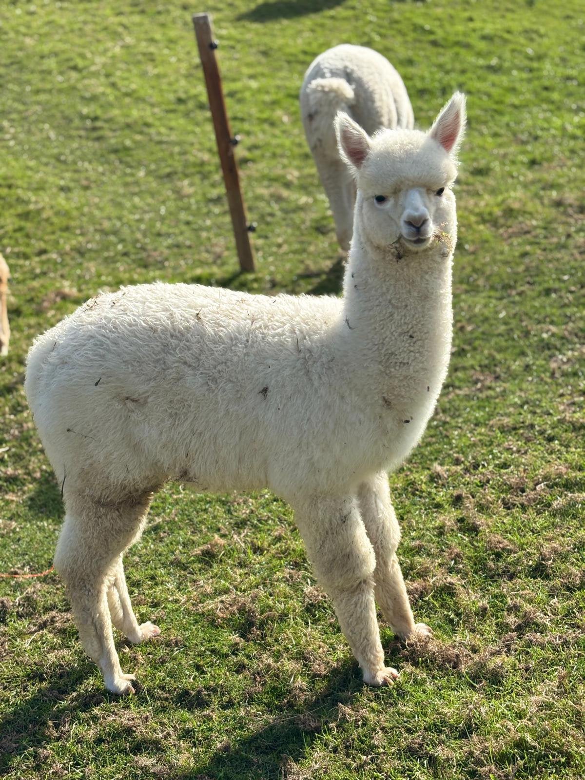 Alpaca Guus hengst stamboom, Juni, Mannelijk