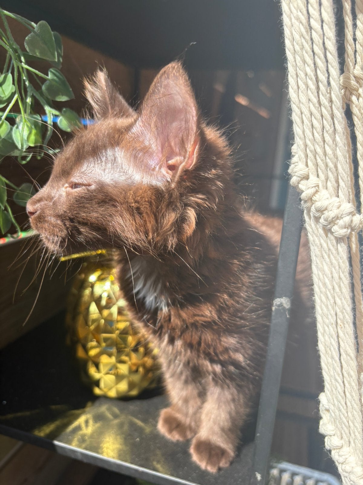 lieve uniek bruine syberische en noorse boskat langharig, Kater