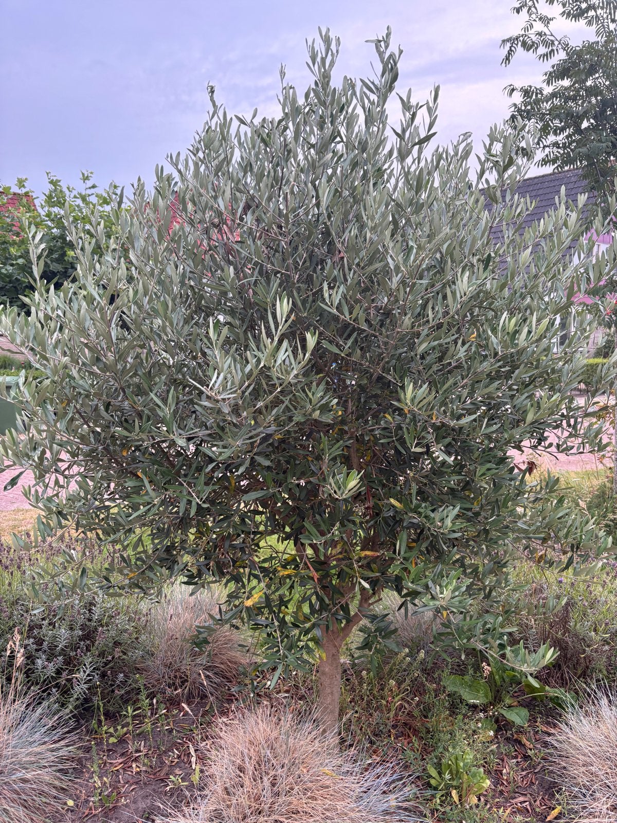 Prachtige Olijfbomen, Lente, 100 tot 250 cm, Olijfboom, Ophalen