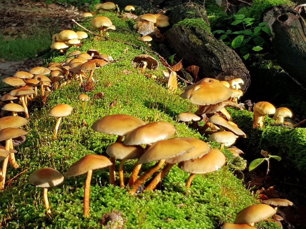 Foto 17 van Rolstoeltoegankelijke bungalow op landgoed, 30okt-6nov vrij!