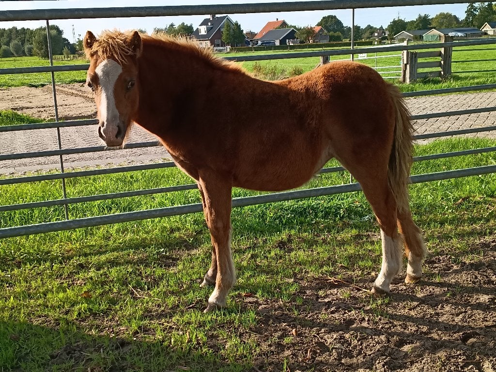 Welsh-A veulens en  Pony's, Dieren en Toebehoren, Met stamboom, Niet van toepassing, 0 tot 2 jaar, A pony (tot 1.17m)