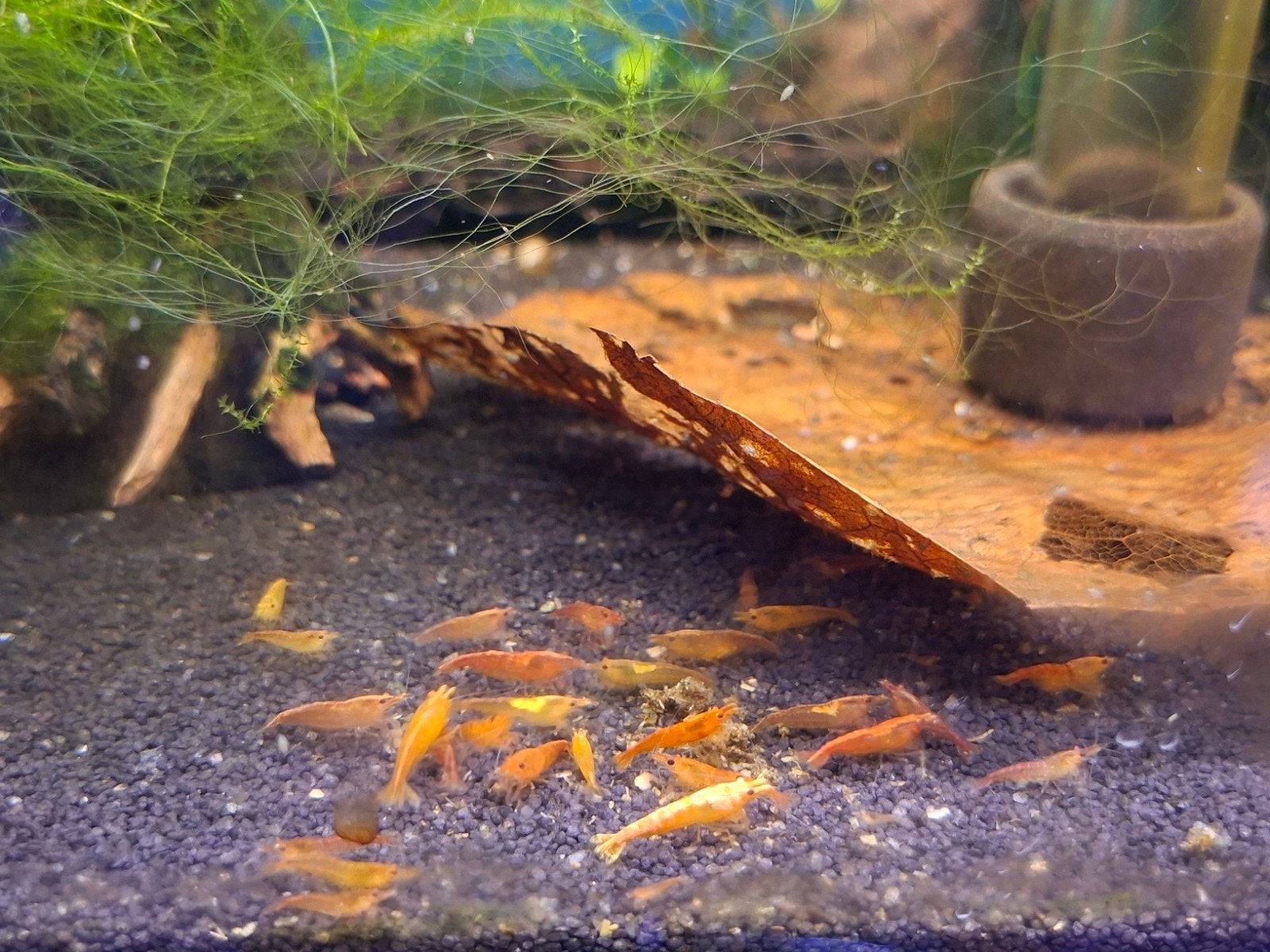 Sakura Orange neo Caridina garnalen, Kreeft, Krab of Garnaal
