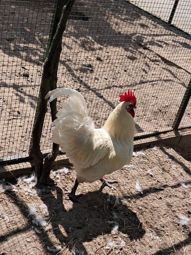 poule Bresse haan, Dieren en Toebehoren, Mannelijk, Kip