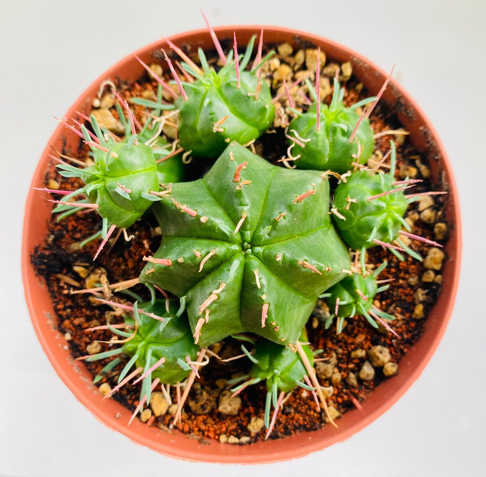 Euphorbia Meloformis Subsp. Valida, Ophalen of Verzenden, Halfschaduw