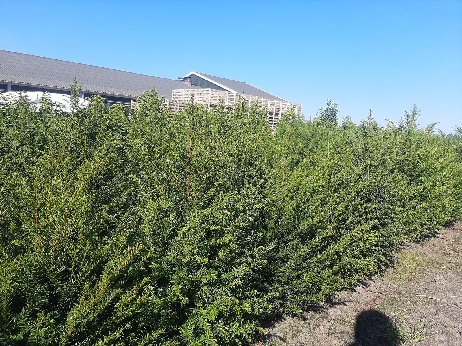 Taxus Baccata Haagplanten - Ideaal voor een dichte haag, Ophalen, Taxus