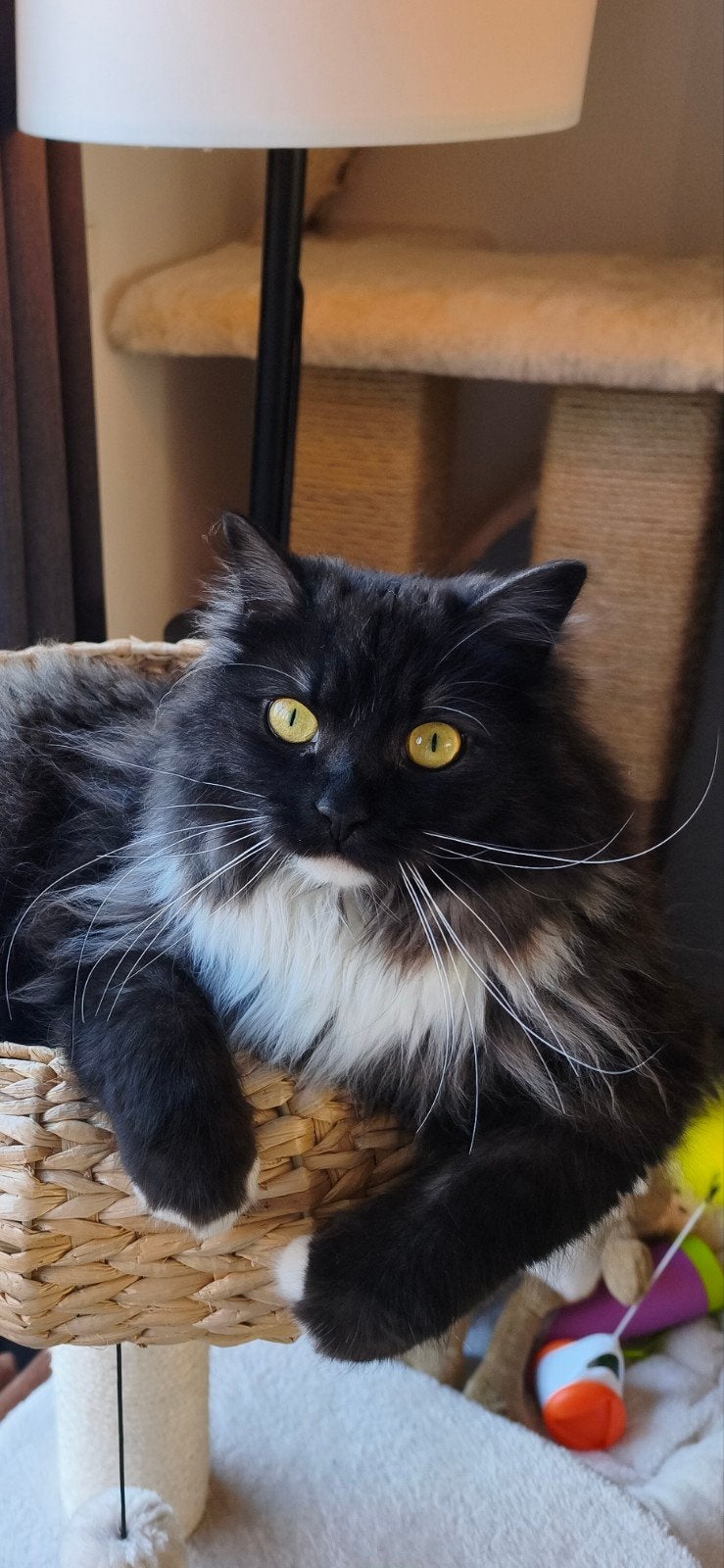Lieve en jonge Siberische kater met stamboom, Kater, Gechipt, 0 tot 2 jaar