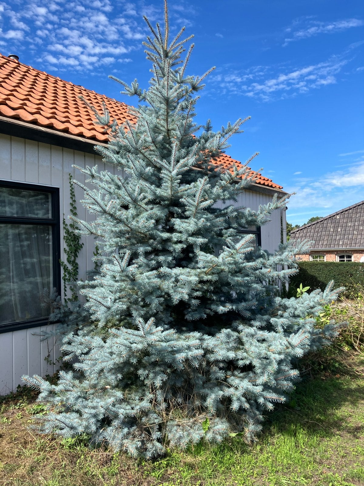 Mooie blauwe spar 300-350 cm - Zelf rooien of stam zagen, Ophalen, Overige soorten, 250 tot 400 cm