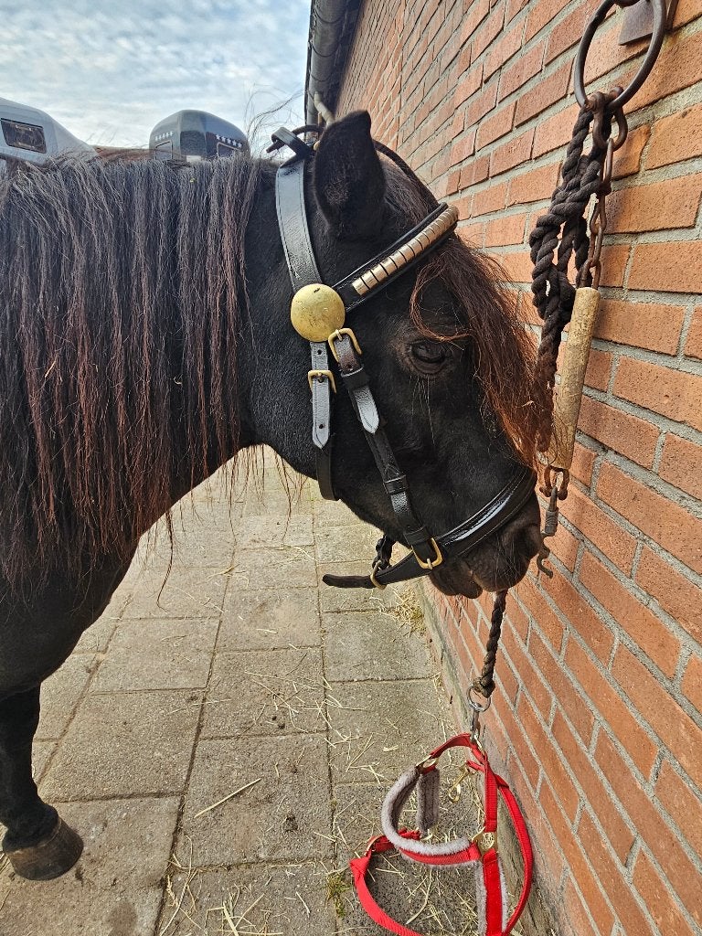 Menhoofdstel Pony, Overige disciplines, Zwart, Verstelbaar, Overige merken