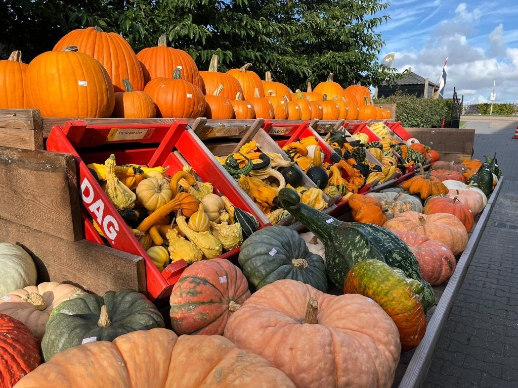 (Halloween) pompoenen, Tuin en Terras, Ophalen, Nieuw