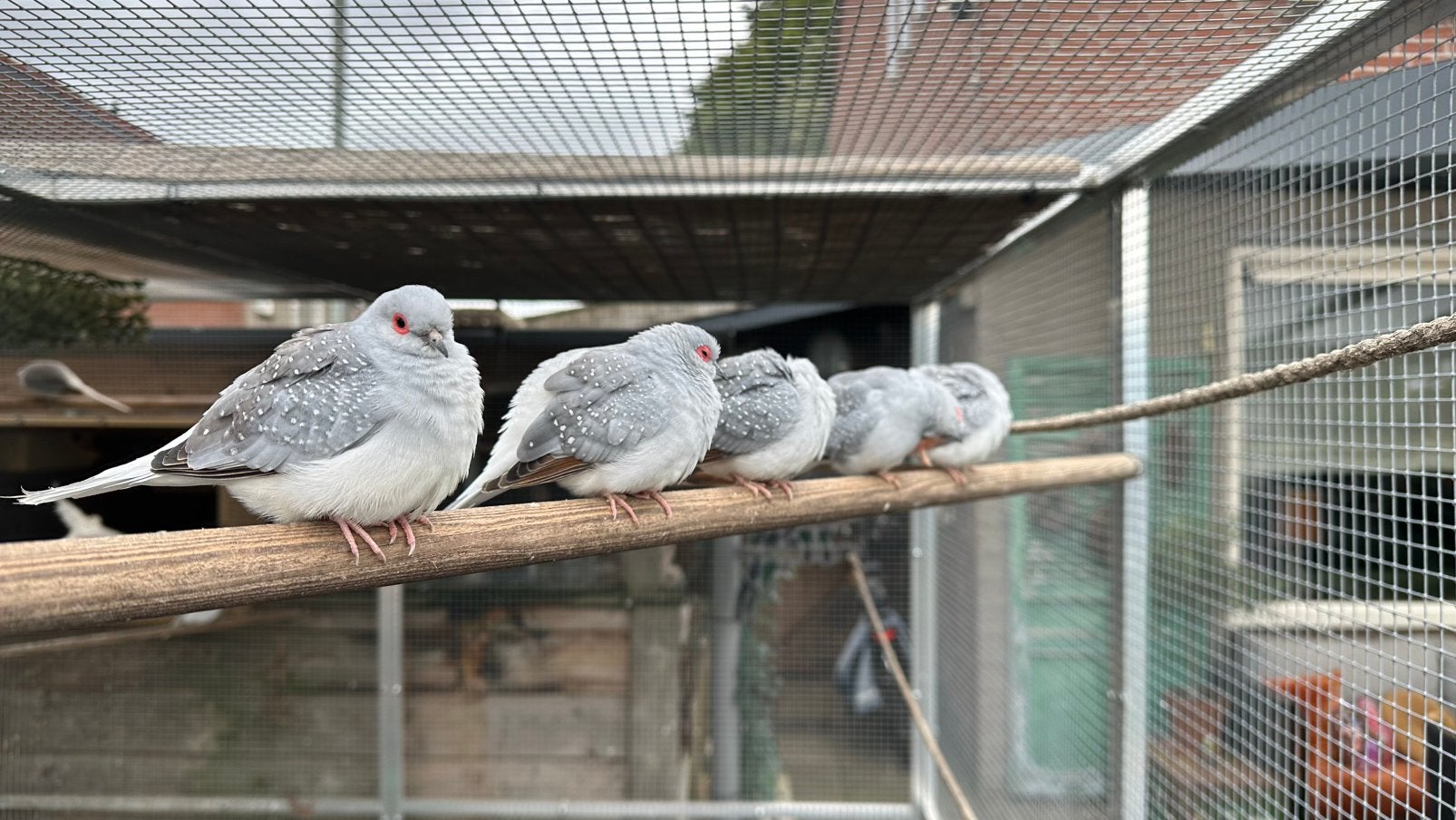 Diamant duif, Meerdere dieren, Overige soorten