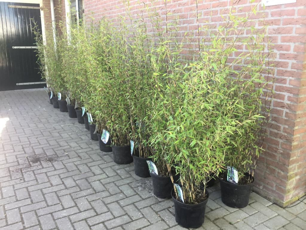 Fargesia Black Dragon , Bamboe met zwarte stengel !!!!, Vaste plant, Bloeit niet, Halfschaduw, Ophalen