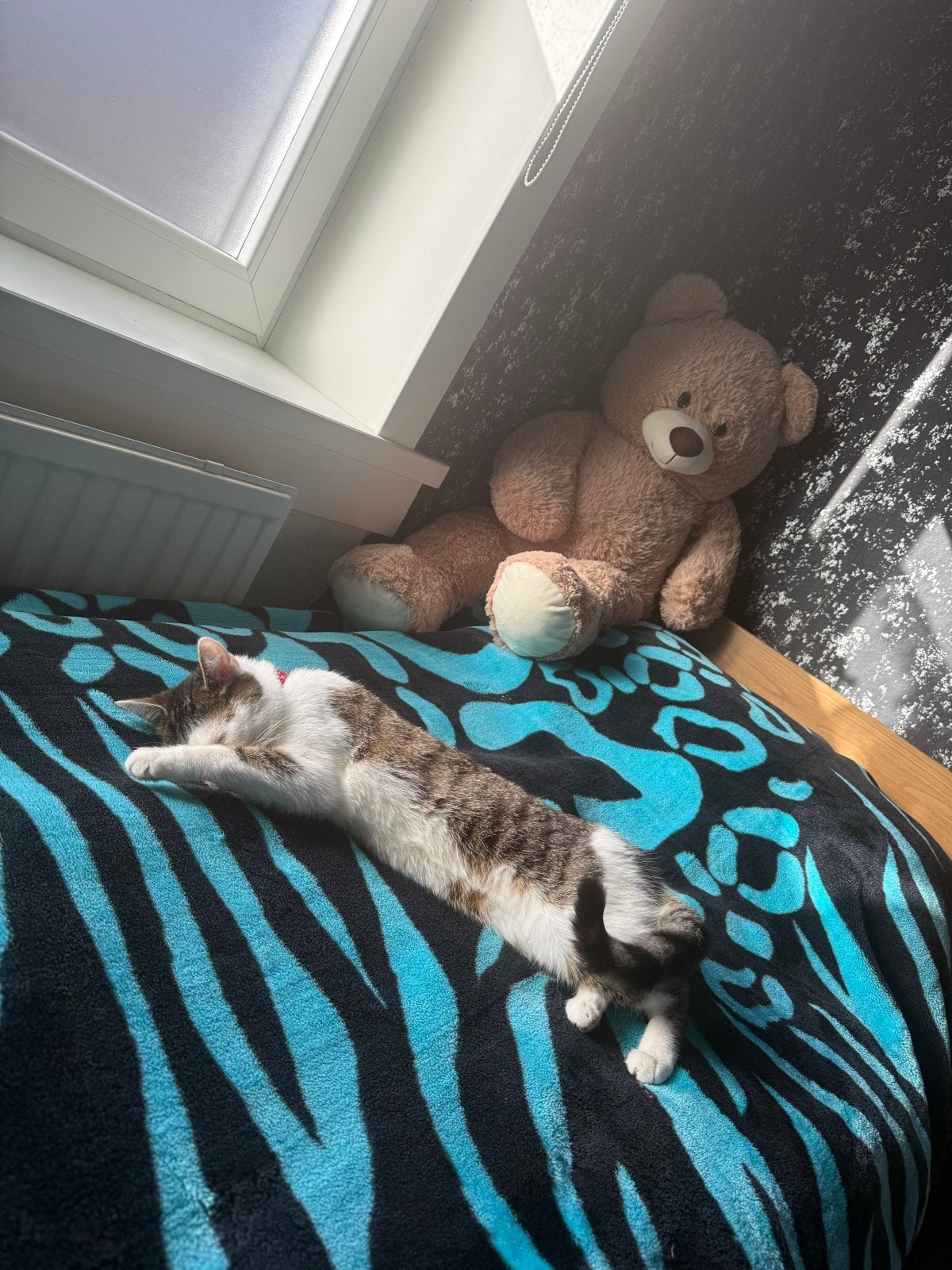Kat, Dieren en Toebehoren, Kater, Langharig, 0 tot 2 jaar