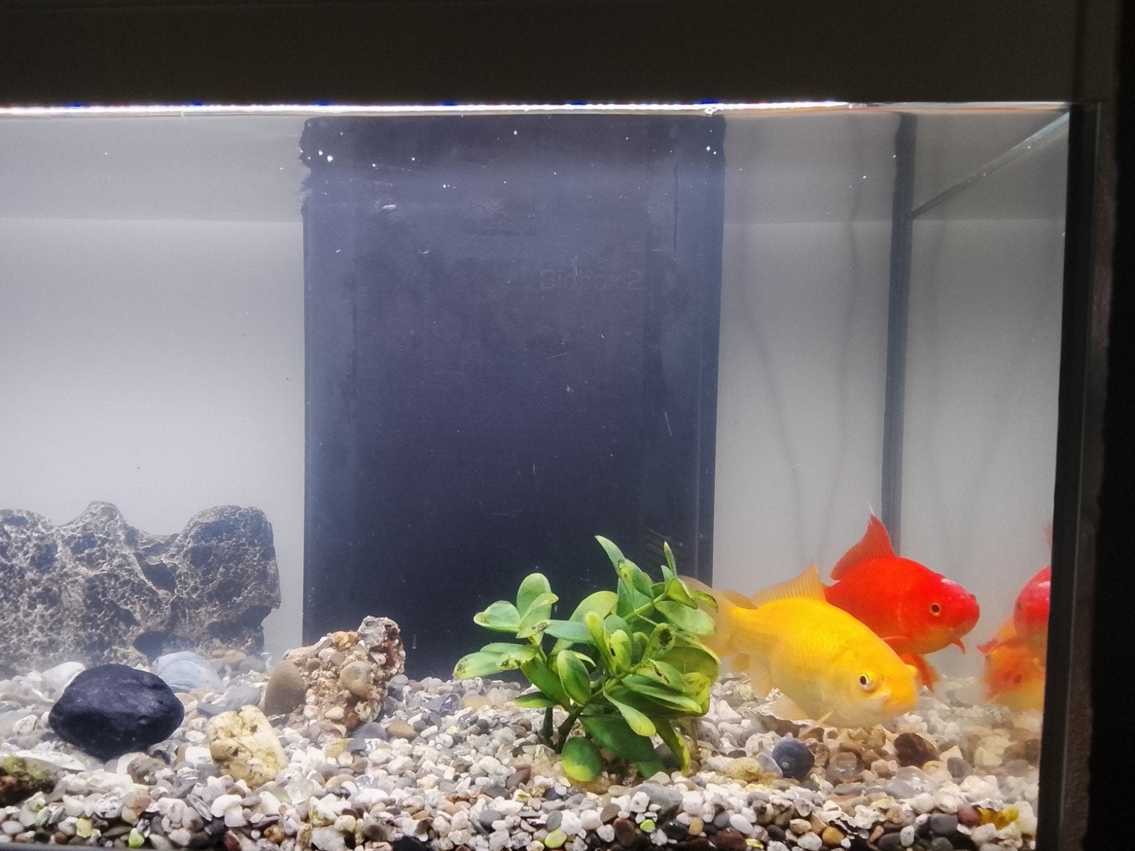 Compleet aquarium met vissen, Dieren en Toebehoren, Vissen | Aquaria en Toebehoren, Ophalen of Verzenden, Gevuld zoetwateraquarium