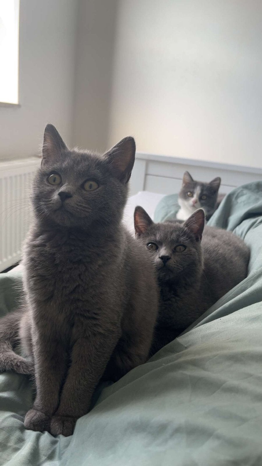 Britse korthaar kittens, Dieren en Toebehoren, Meerdere dieren, Ontwormd