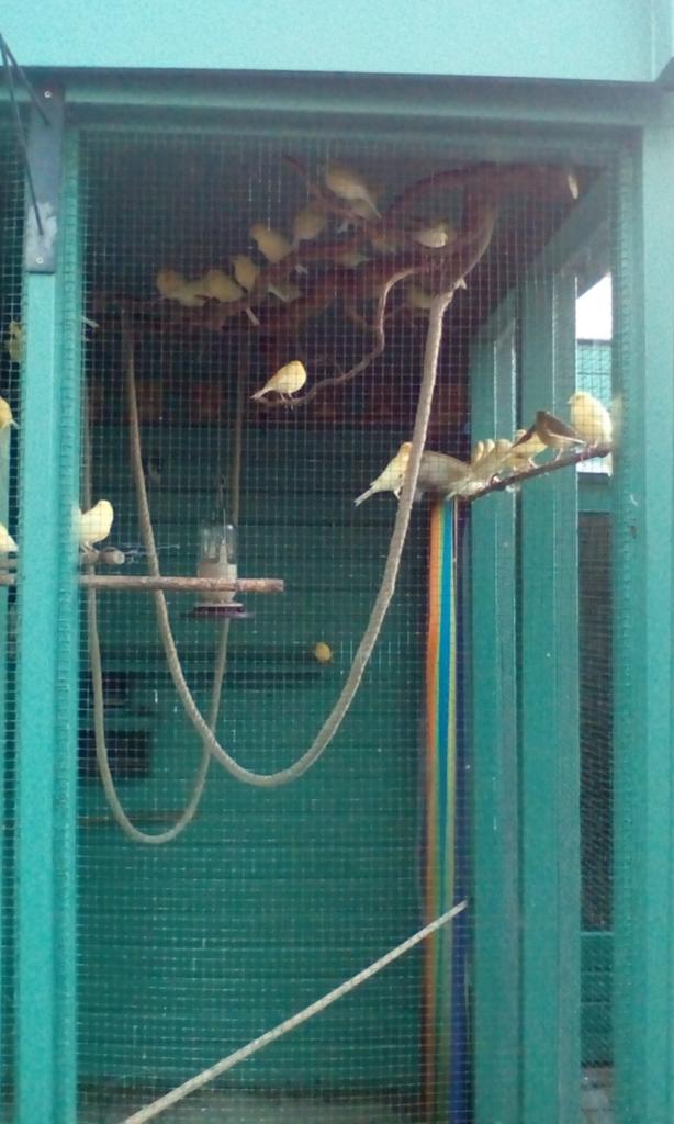 Kanaries, Dieren en Toebehoren, Vogels | Kanaries, Vrouwelijk, Zangkanarie