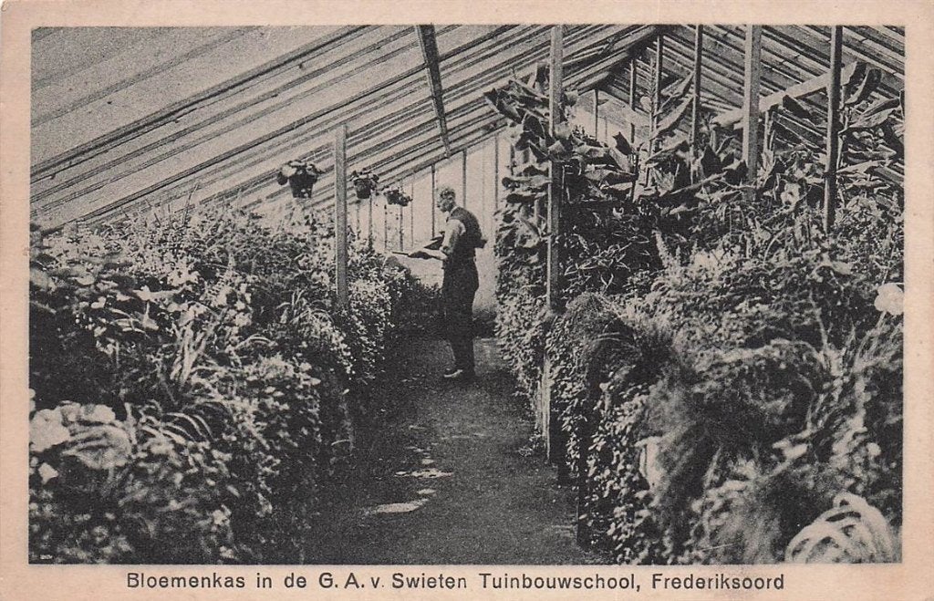 702-409-043 Frederiksoord Bloemenkas In De G A V Swieten Tu, Verzenden, Voor 1920, Drenthe