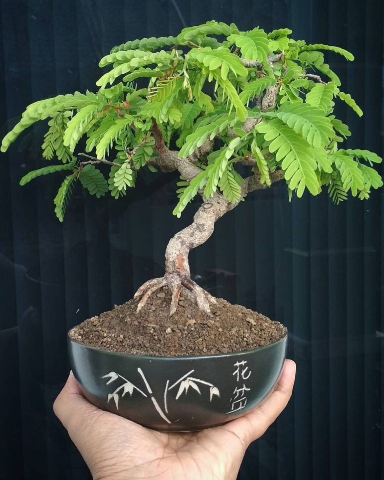 Tamarinde bonsai boom zaadjes, Verzenden, Halfschaduw