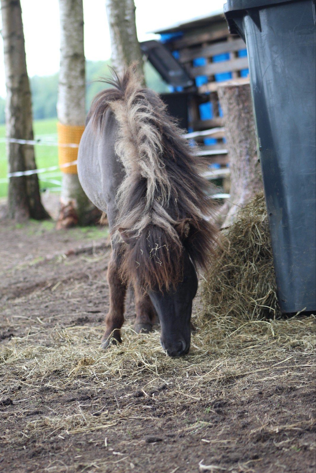 Shetlander hengstje, Dieren en Toebehoren, Merrie