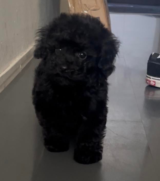Toypoedel teefje, Dieren en Toebehoren, Poedel, Parvo, 8 tot 15 weken, Teef