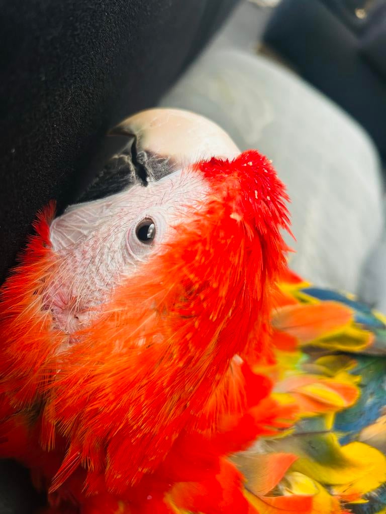 Rood gele ara, Dieren en Toebehoren, Mannelijk, Papegaai