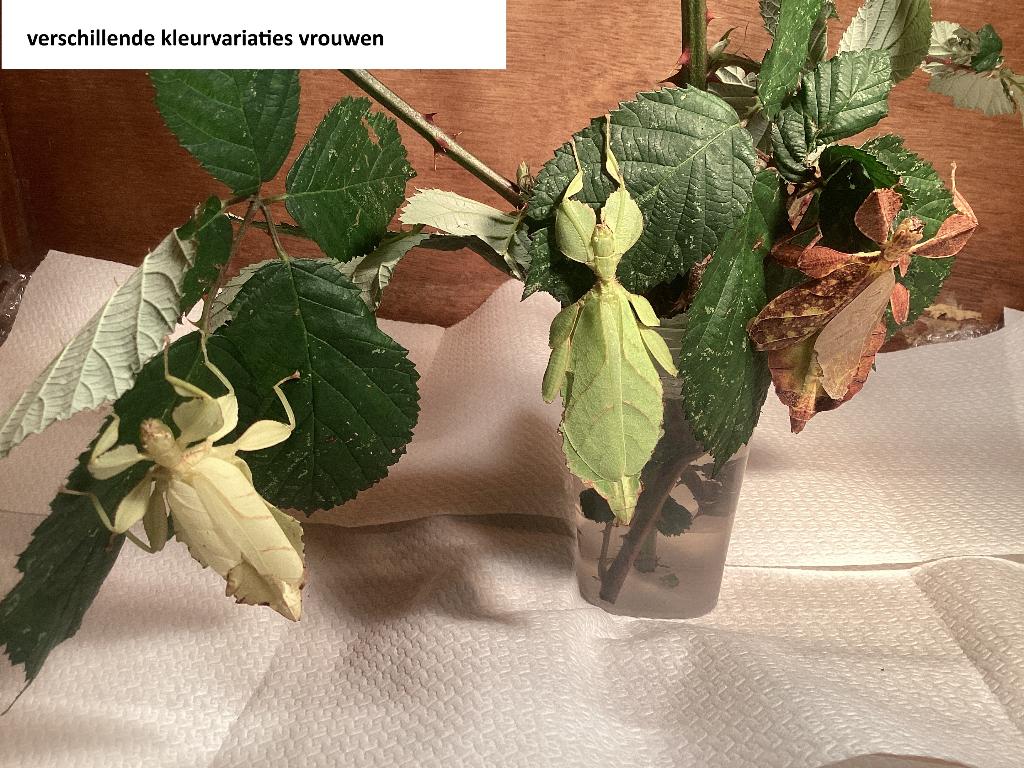 Eitjes wandelende bladeren (Phyllium mabantai), Dieren en Toebehoren, Wandelende tak