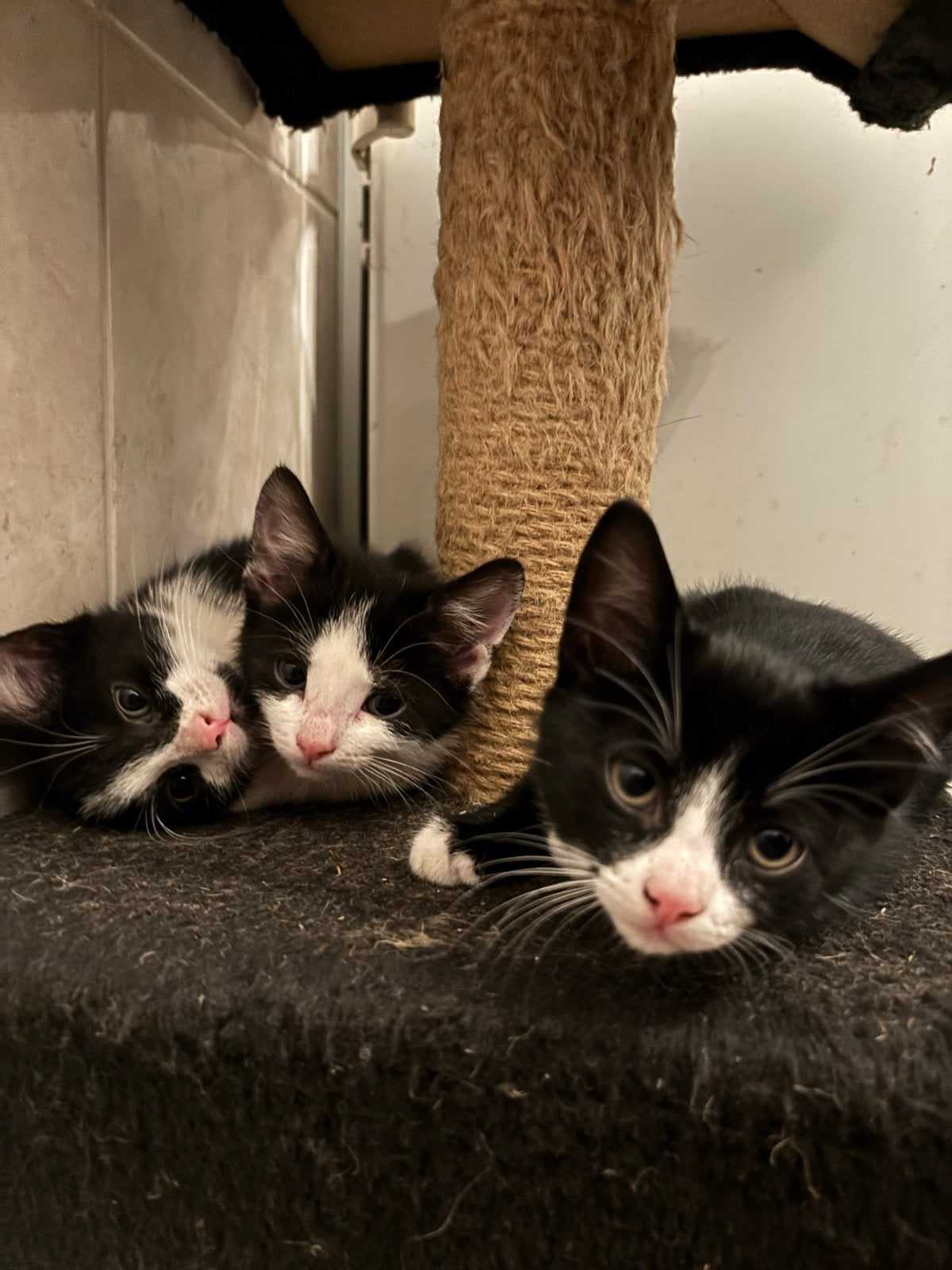 Kittens, Dieren en Toebehoren, Meerdere dieren, Kortharig
