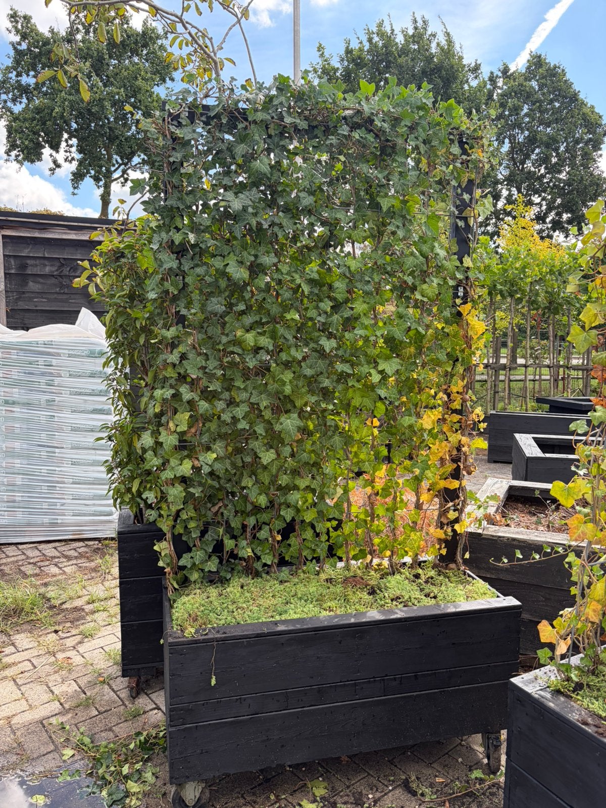Planten bak met kant en klaar hedera met Sedum bakbedekking