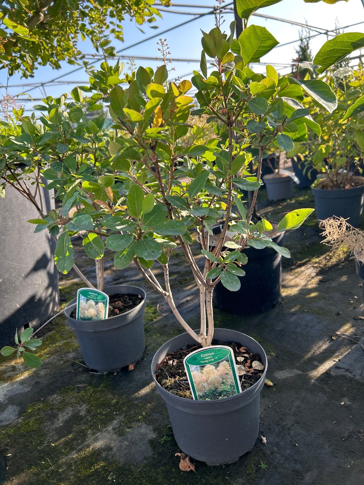 Cotinus coggygria 'Young Lady' - Pruikenboom in 3L pot, Tuin en Terras, Volle zon, Vaste plant, Zomer, Ophalen