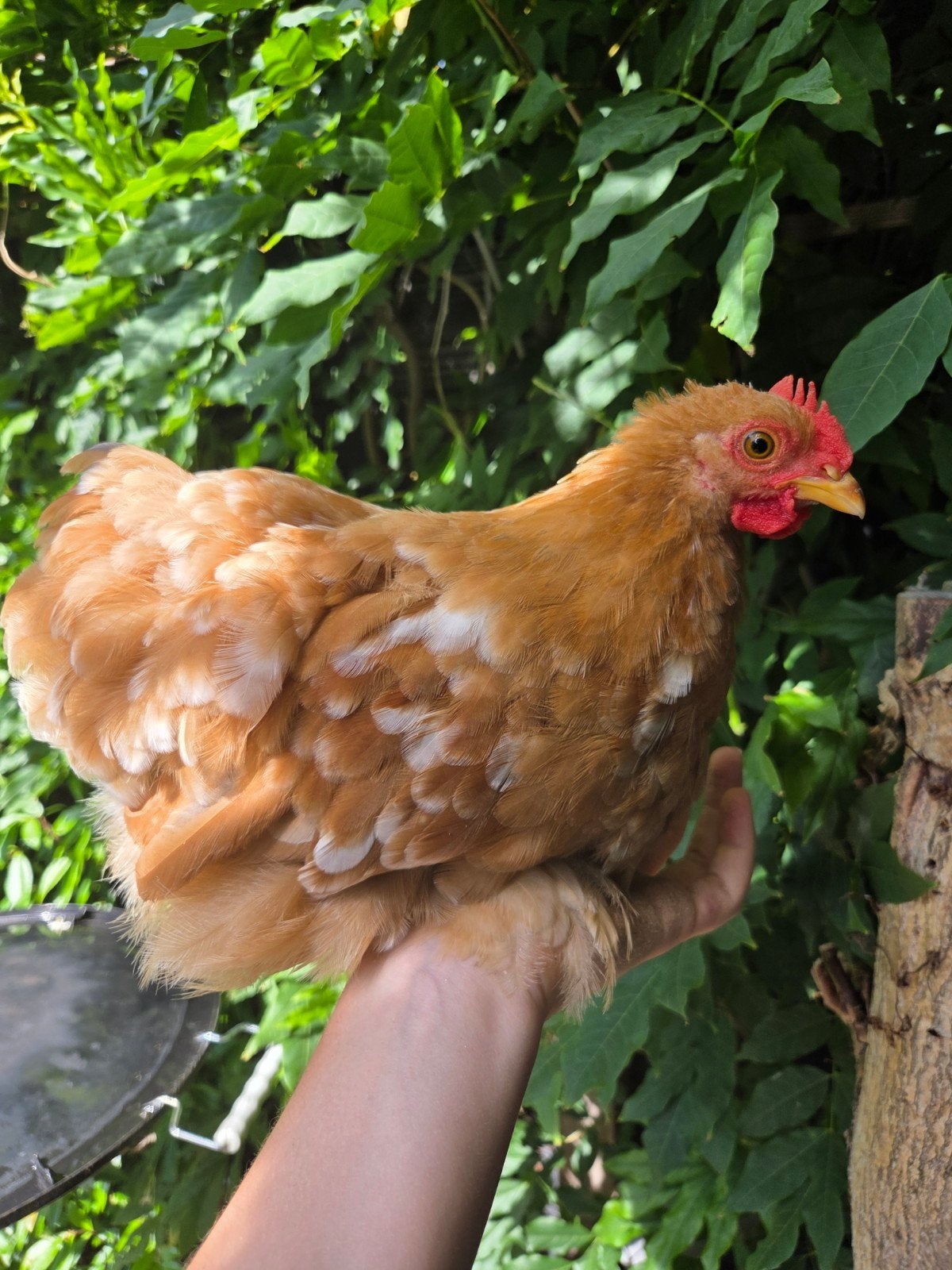 Cochin kriel haan, Dieren en Toebehoren, Mannelijk, Kip