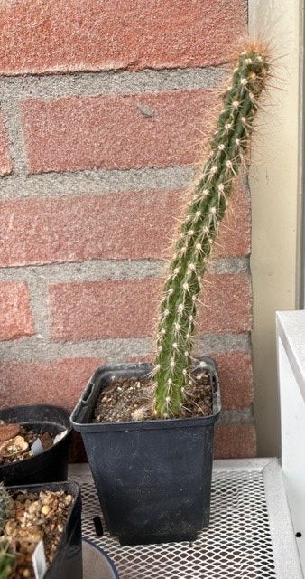 Cactus, Ophalen, Overige soorten, Volle zon